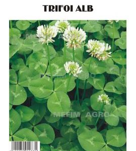 Seminte Trifoi Alb Haifa – 5 KG